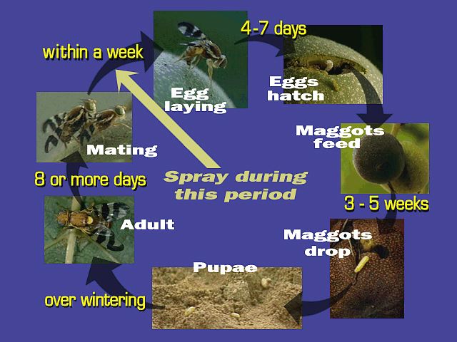 Life cycle of walnut husk fly.