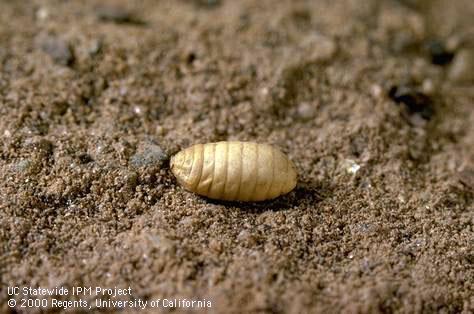 Walnut husk fly pupa.