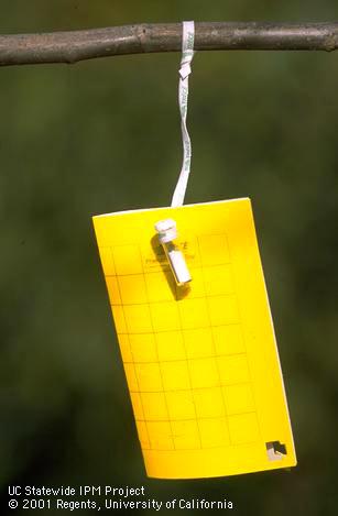 Supercharged AM trap, AM sticky trap with a tube of ammonium carbonate as bait to attract and monitor adults of walnut husk fly, <i>Rhagoletis completa</i>.