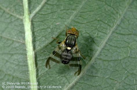 Adult western cherry fruit fly, <i>Rhagoletis indifferens</i>.