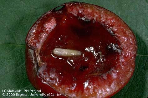 Cherry damaged by feeding of a larva of western cherry fruit fly, <i>Rhagoletis indifferens</i>.