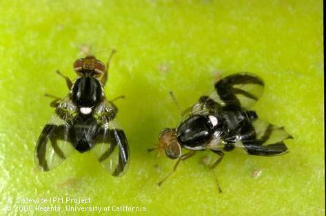 Adult apple maggot flies, <i>Rhagoletis pomonella</i>, male (left) and female (right).