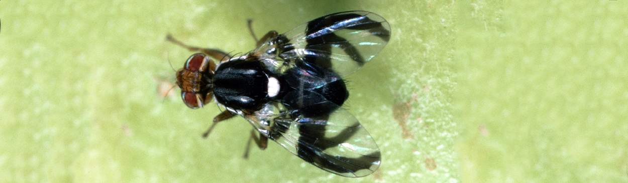 Adult apple maggot flies; male (left) and female (right).