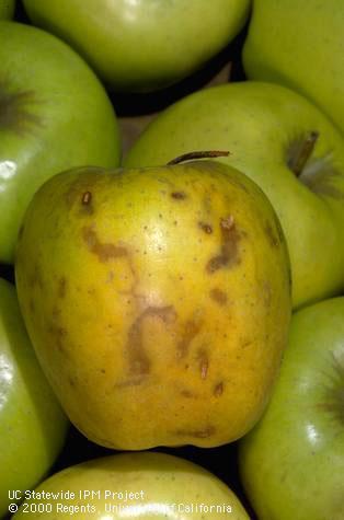 Trails of skin browning that occurred when an apple responded to the feeding underneath of larvae of apple maggot, <i>Rhagoletis pomonella</i>.