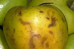 Brown trails can develop on the skin where larvae of apple maggot feed underneath.