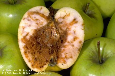 Fruit decay induced by the tunneling feeding of larvae of apple maggot, <i>Rhagoletis pomonella</i>.