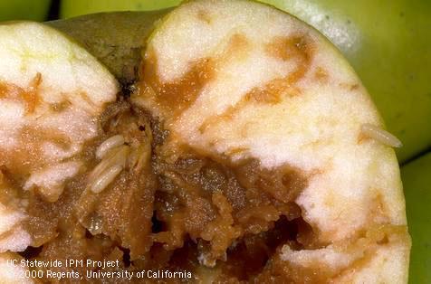 Larvae of apple maggot, <i>Rhagoletis pomonella</i> (center left), and fruit rot caused by decay pathogens they introduce.