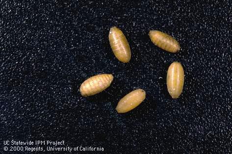 Puparia of walnut husk fly, <i>Rhagoletis completa</i>.