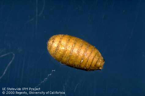 Puparium (covering of the pupa) of apple maggot, <i>Rhagoletis pomonella</i>.