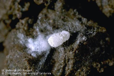 Adult ground mealybug.