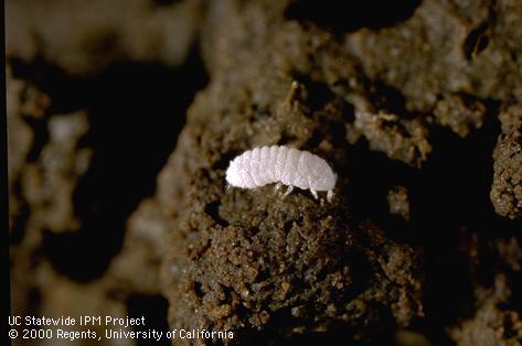 Ground (root) mealybug, <i>Rhizoecus falcifer</i>.