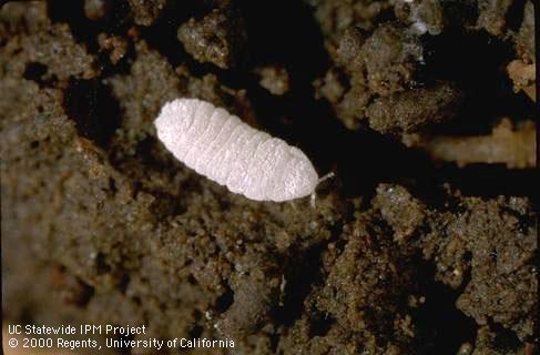 Adult ground mealybug.