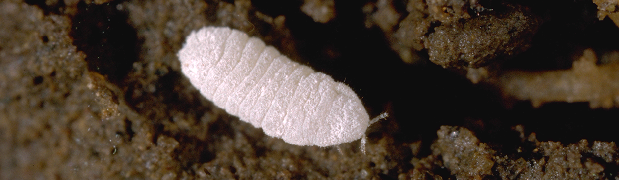 Adult ground mealybug.