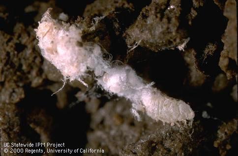 Egg of ground mealybug.