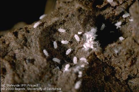 Nymphs of a ground (root) mealybug, <i>Rhizoecus</i> sp.