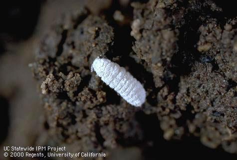 Adult root mealybug.