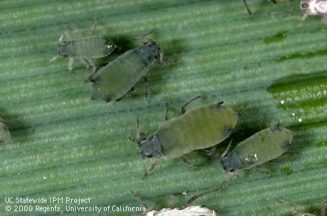 Adult corn leaf aphid.