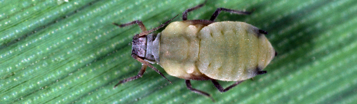 Wingless adult corn leaf aphid, Rhopalosiphum maidis.