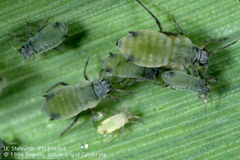 Adult corn leaf aphid.