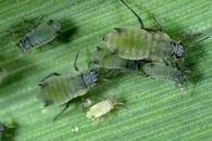 Corn leaf aphid nymphs and adults.