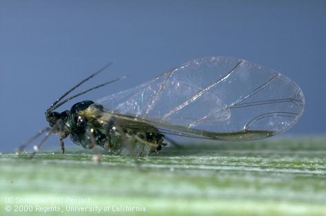 Adult oat bird-cherry aphid.