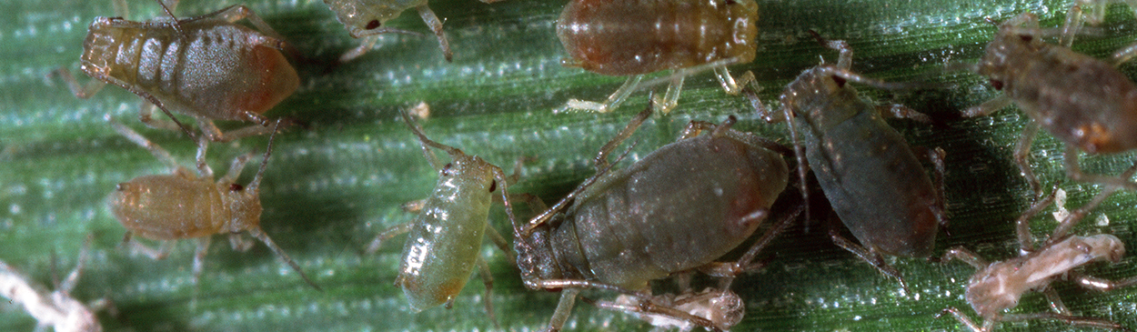 Colony of bird cherry-oat aphids, Rhopalosiphum padi.