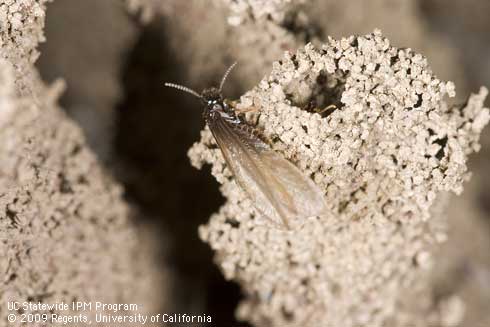 Winged adult subterraean termite, <i>Reticulitermes hesperus,</i> on a soil emergence tube.