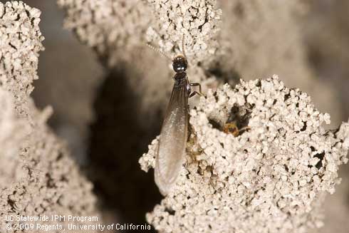 Winged adult subterraean termite, <i>Reticulitermes hesperus,</i> on a soil emergence tube.