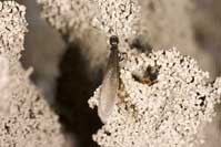 Winged adult subterranean termite.