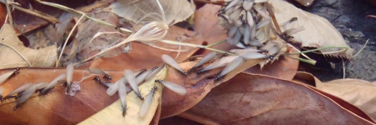 Many small white-winged insects with black heads on dry leaves. Credit: Andrew M. Sutherland