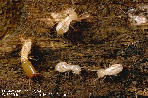 Colony of subterranean termite.