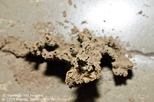 Colony of subterranean termites, <i>Reticulitermes hesperus,</i> constructing soil tubes above a crack in an office slab floor.