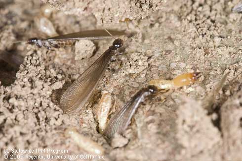 Subterranean termites, <i>Reticulitermes hesperus,</i> winged adults, worker, and soldier.