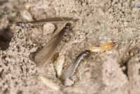 Winged adults with a soldier and a worker termite.