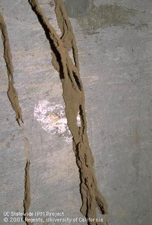 Exploratory shelter tubes of subterranean termites, <I>Reticulitermes hesperus,</I> on a concrete basement wall. 