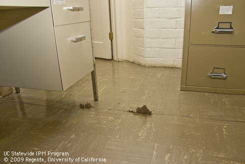 Soil tubes constructed by subterranean termites, <i>Reticulitermes hesperus,</i> emerging through a crack in an office slab floor.