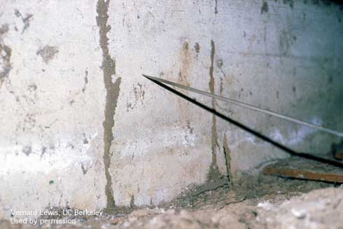 Working tubes constructed by subterranean termites, <i>Reticulitermes hesperus,</i> leading from nests in soil and traveling up concrete foundations. 