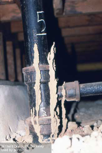 Exploratory and migratory tubes constructed by subterranean termites, <i>Reticulitermes hesperus,</i> arising from the soil but not connecting to wood structures. 