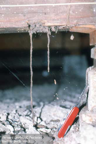 Drop tubes constructed by subterranean termites, <i>Reticulitermes hesperus,</i> extending from wooden structures back to soil.