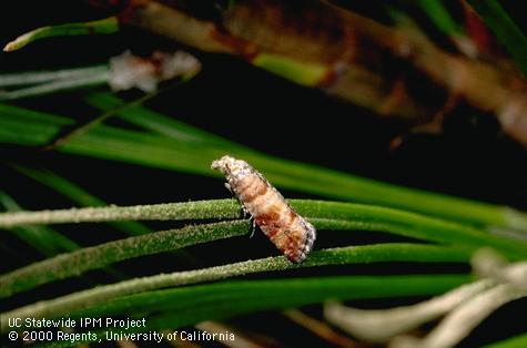 Adult Nantucket pine tip moth, <i>Rhyacionia frustrana</i>.