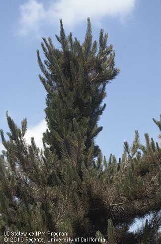 Monterey pine tree top misshapen because of regrowth after shoot dieback caused by larvae of Nantucket pine tip moth, <i>Rhyacionia frustrana</i>.