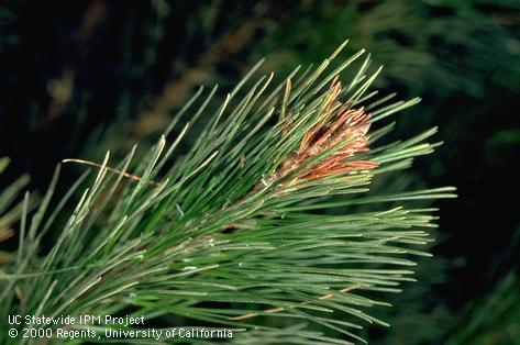 Browning of a dying shoot tip caused by tunneling of a larva of Nantucket pine tip moth, <i>Rhyacionia frustrana</i>.