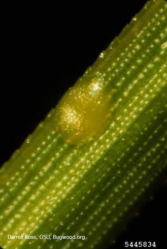 Egg of Nantucket pine tip moth, <i>Rhyacionia frustrana</i>, on a needle of loblolly pine.