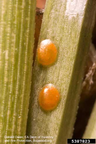 Two eggs of ponderosa pine tip moth, <i>Rhyacionia zozana</i>, on a needle of ponderosa pine.