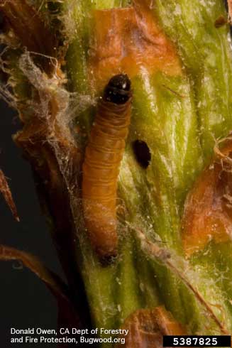 Larva of ponderosa pine tip moth, <i>Rhyacionia zozana</i>, and the hole it emerged after feeding inside a shoot of ponderosa pine.