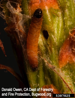 Larva of ponderosa pine tip moth and its emergence hole.