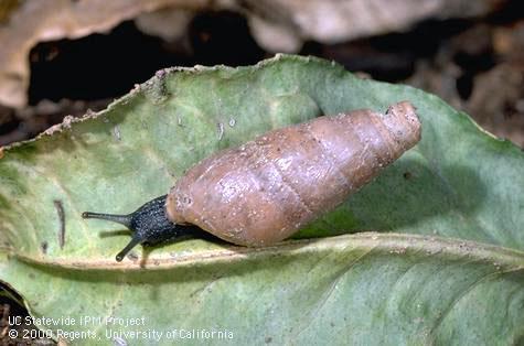 Adult decollate snail, Rumina decollata, a predator of snail pests.