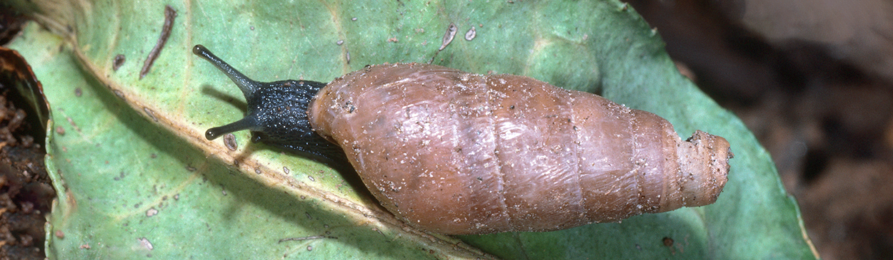 Adult decollate snail, Rumina decollata, a predator of snail pests.