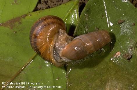 Adult decollate snail feeding on brown garden snail on citrus leaves fallen on soil. San Diego 1/2x by JKC.   Credit: Jack Kelly Clark