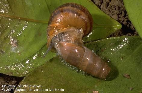 Adult decollate snail, Rumina decollata (bottom), feeding on a brown garden snail, Cornu aspersum.